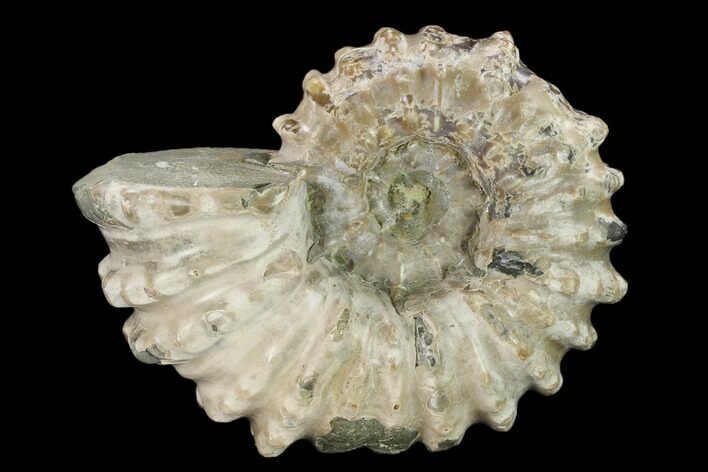 Bumpy Ammonite (Douvilleiceras) Fossil - Madagascar #134172